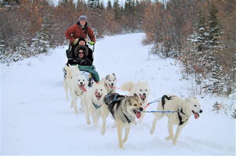 what is a sled dog.